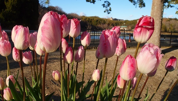 服部緑地公園