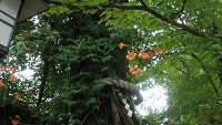 愛染かつら